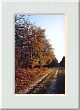 Automne en for�t d'Orl�ans