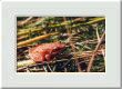Une grenouille rouge