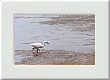Aigrette en chasse