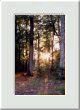Sous-bois en for�t de Paimpont