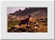Chamois