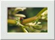 Coccinelle