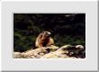Marmotte